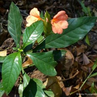 Crossandra infundibuliformis (L.) Nees